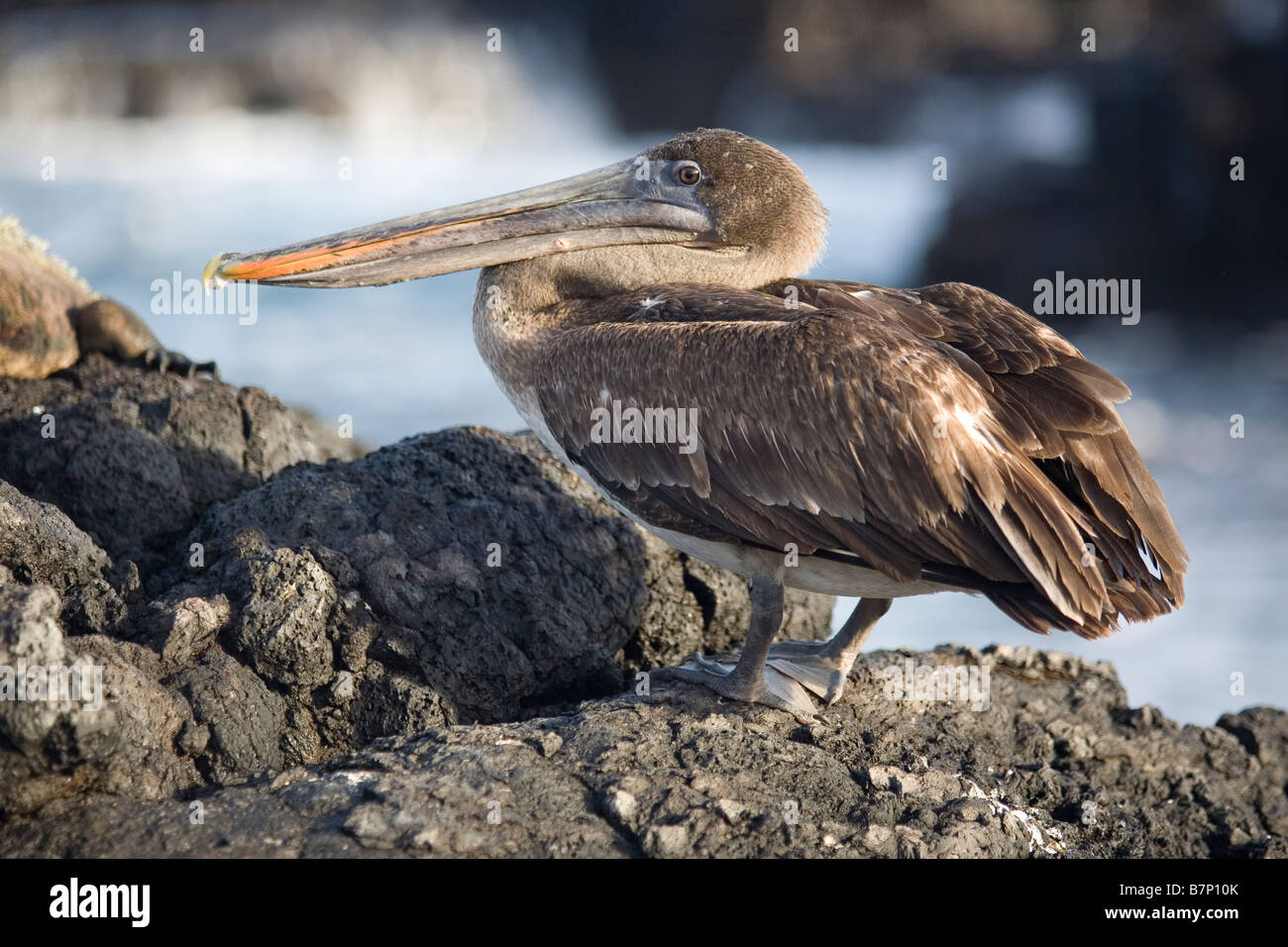 Brauner Pelikan, Ecuador Galapagos, Santiago Stockfoto
