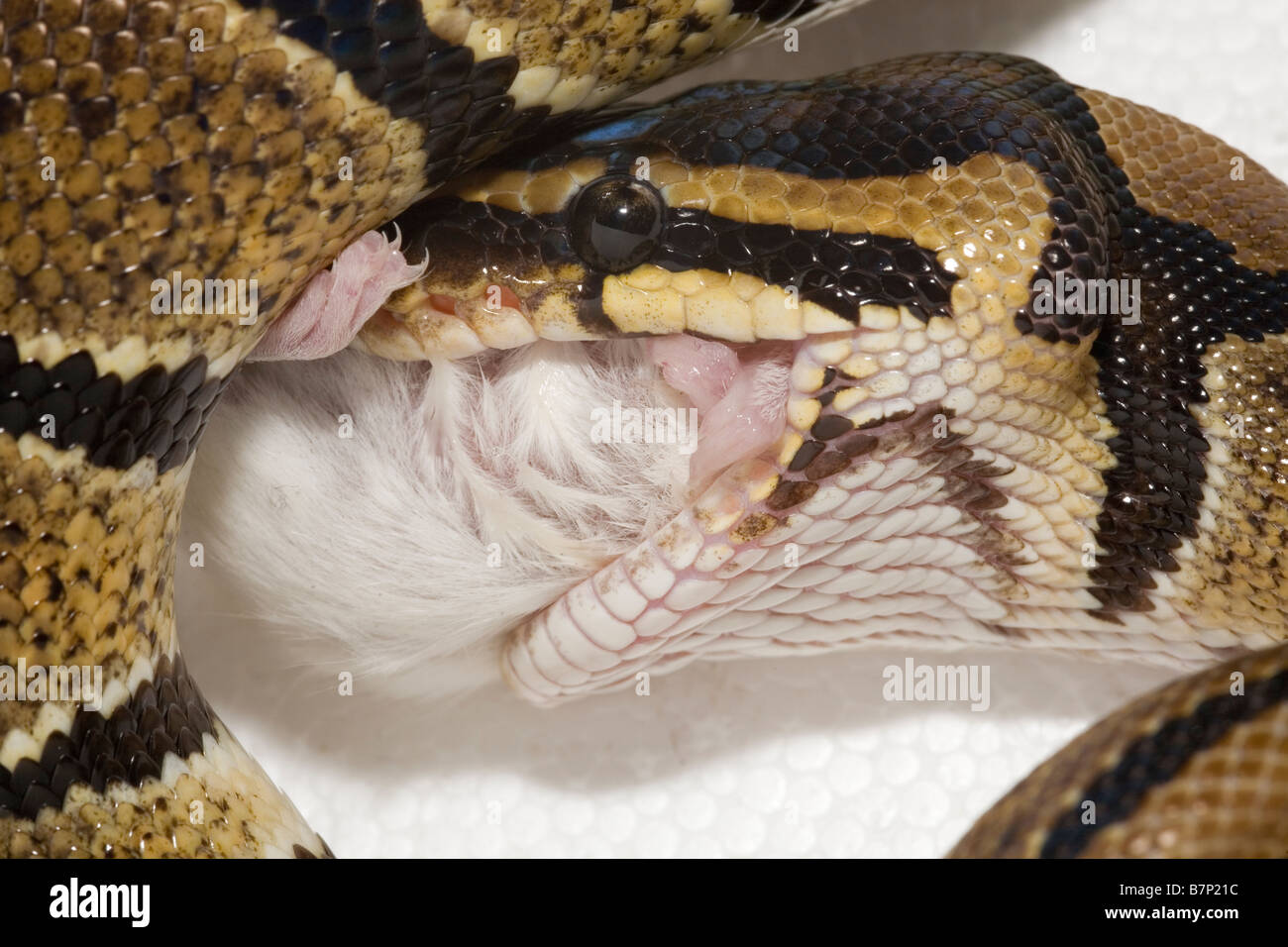 Haustier Royal Python Python Regius schlucken eine weiße Maus Stockfoto