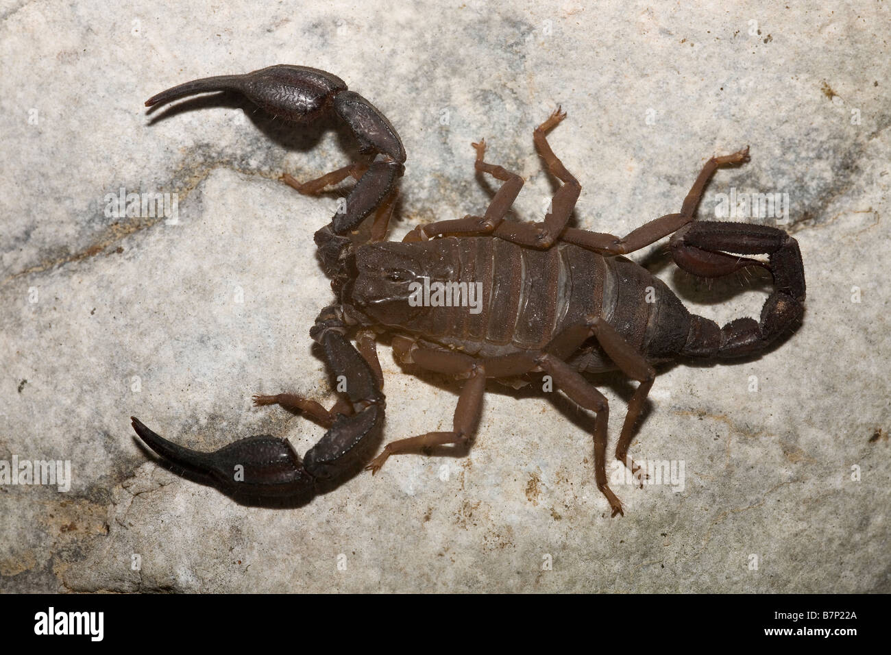 Scorpion Iurus Dufoureius Mani Süd-Peloponnes-Griechenland Stockfoto