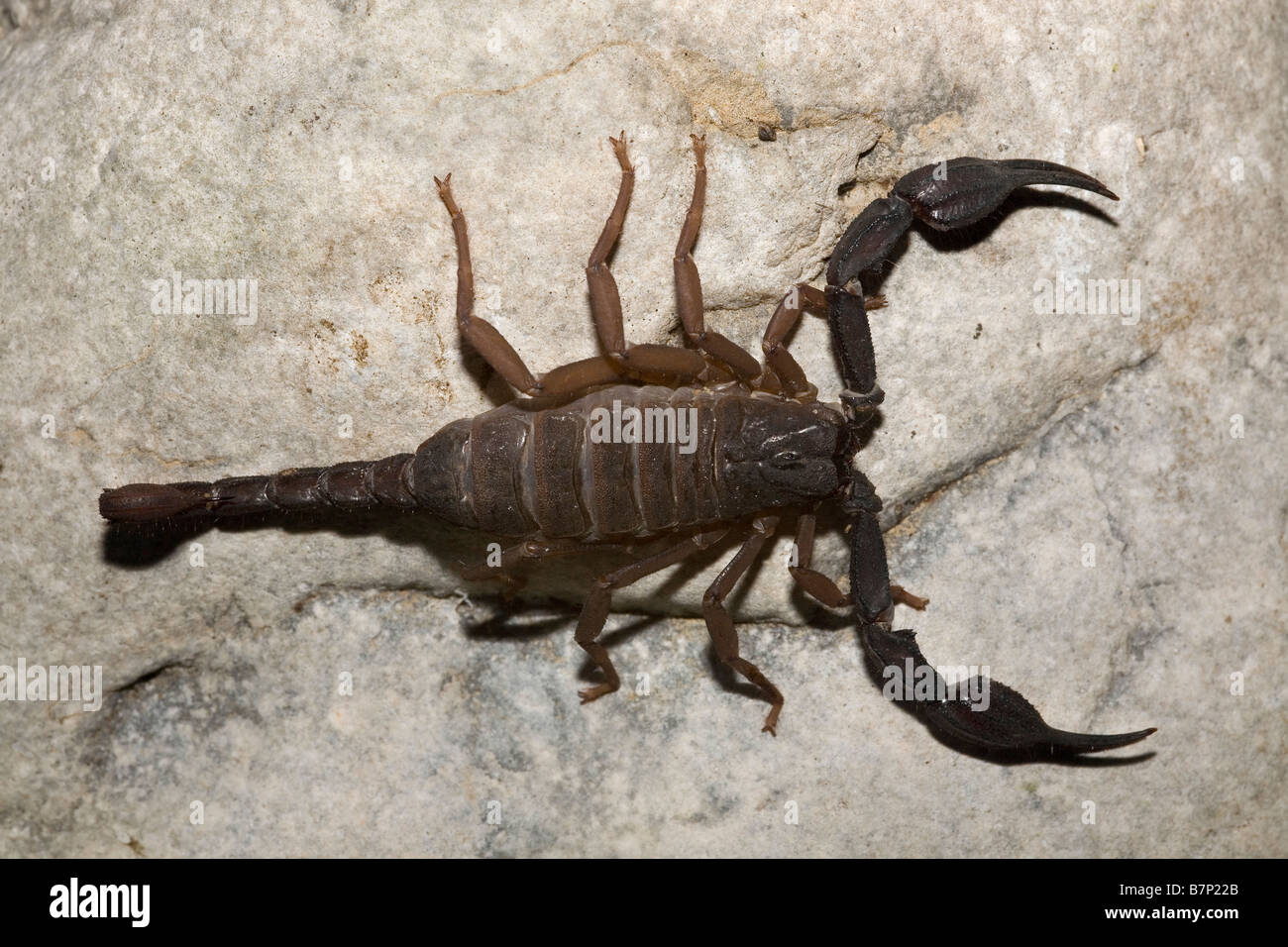 Scorpion Iurus Dufoureius Mani SüdPeloponnesGriechenland