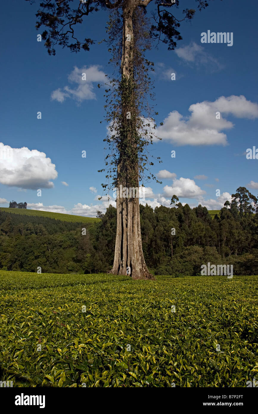 Tee-Plantage. Limuru, Rift Valley, Kenia. Stockfoto
