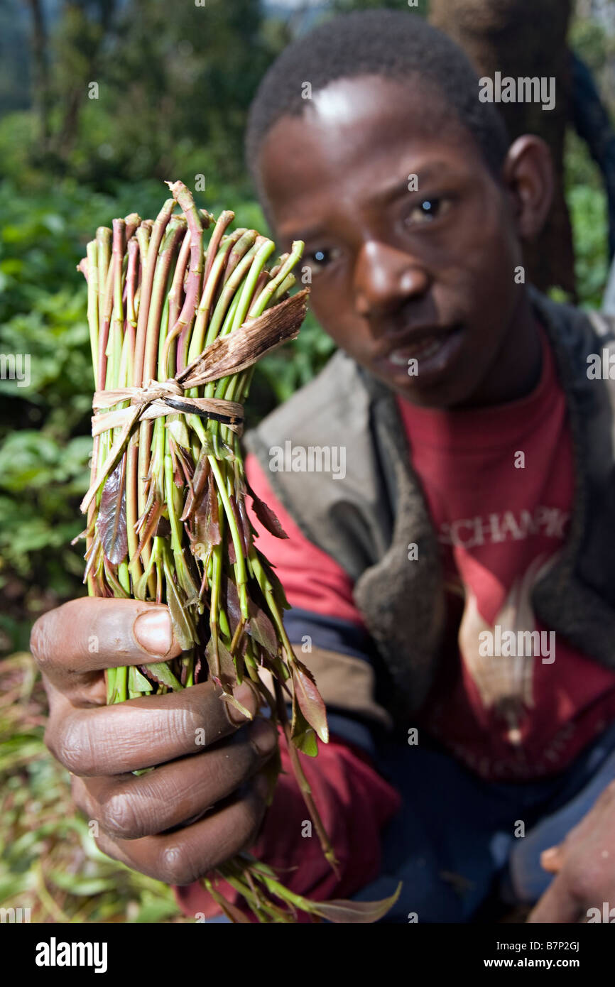 Ein kleiner Junge hält ein Bündel von Miraa auf einem Miraa-Bauernhof. Meru Central Province Kenia. Stockfoto