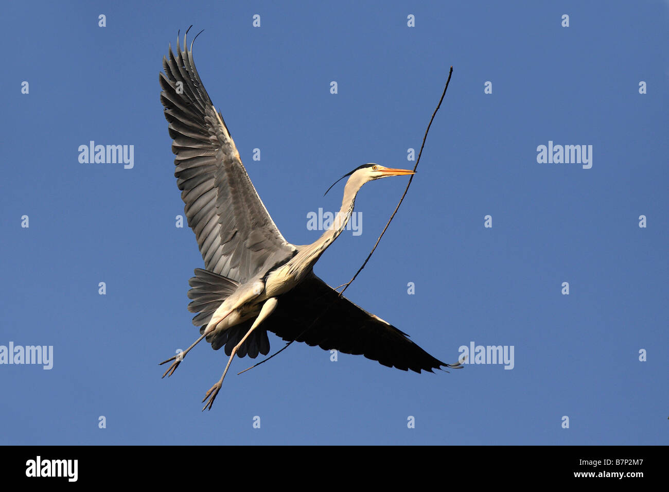 Graue Reiher (Ardea Cinerea), Erwachsene im Flug mit Verschachtelung Material im Schnabel Stockfoto