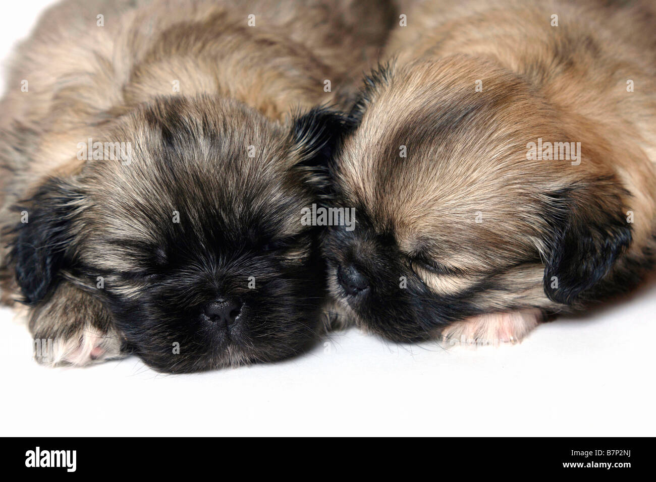 Tibet Spaniel Welpen 4 Wochen Stockfoto