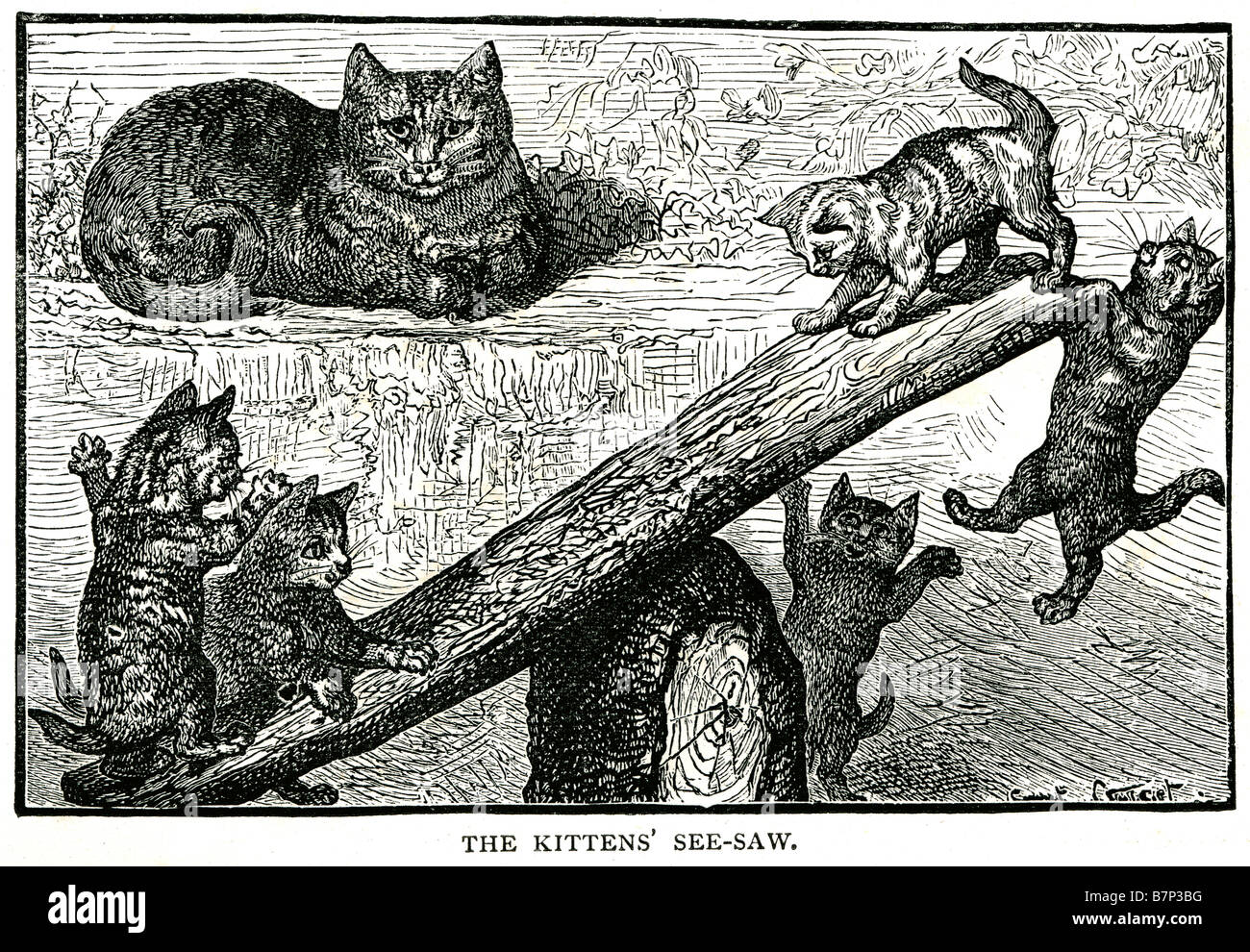 Kätzchen sehen Säge A Kitten (alte englische Verkleinerungsform von Katze) eine juvenile domestizierte Katze (Felis Catus), die nicht voll ausgewachsen ist. Stockfoto