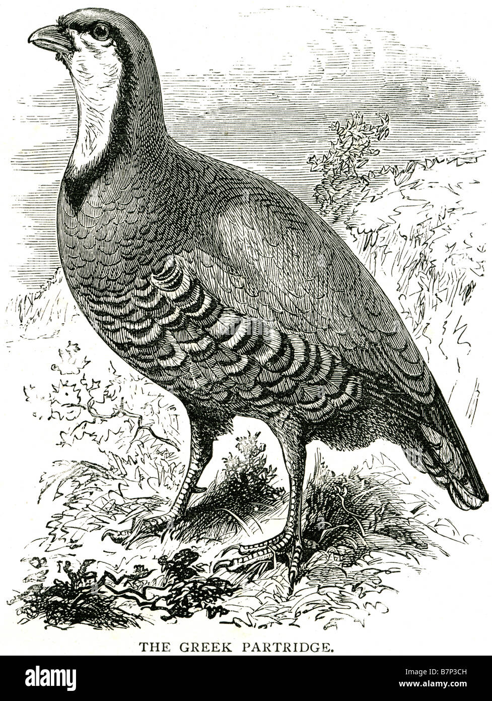 griechischen Rebhuhn Rebhühner sind Vögel in der Fasan-Familie Phasianidae. Sie sind eine nicht migrierend alten Welt-Gruppe. Stockfoto