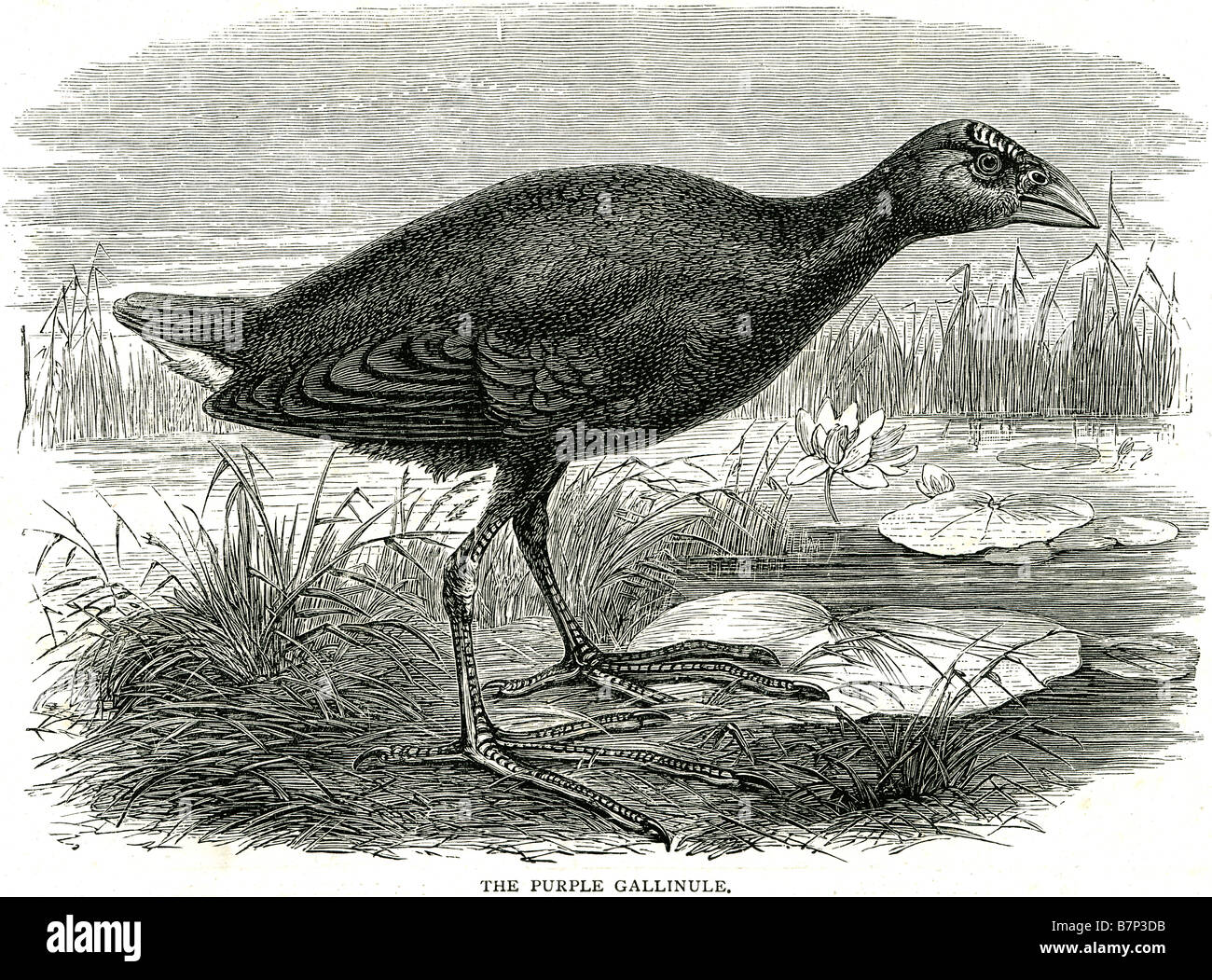 lila Gallinule The American lila Gallinule (Porphyrio Martinica) ist eine "Sumpf-Henne" in der Rail-Familie Rallidae. Stockfoto