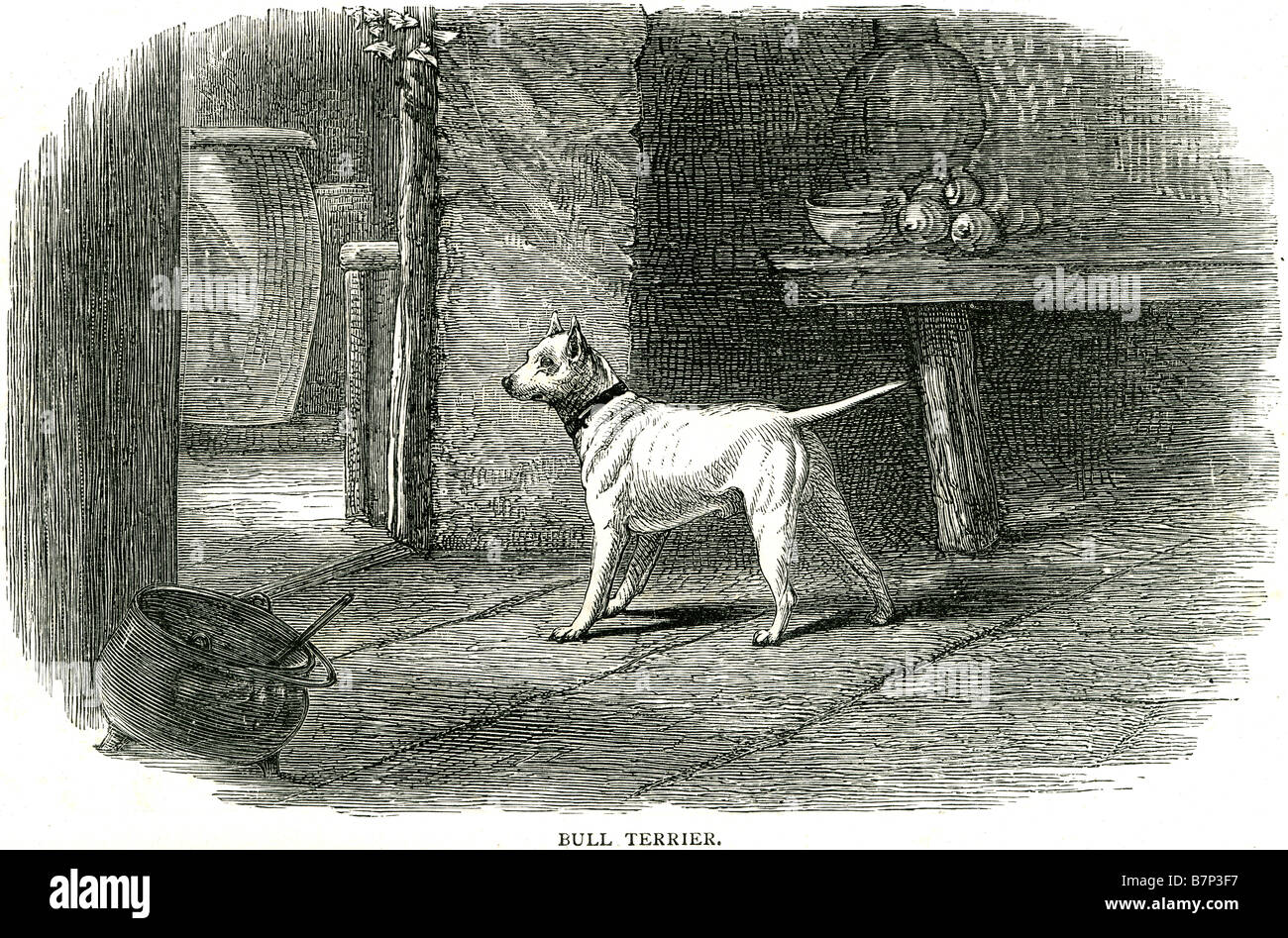Der Bull Terrier oder English Bull Terrier ist eine Hunderasse in Terrier-Familie. Obwohl als Begleithund, aufgrund seiner b gezüchtet Stockfoto