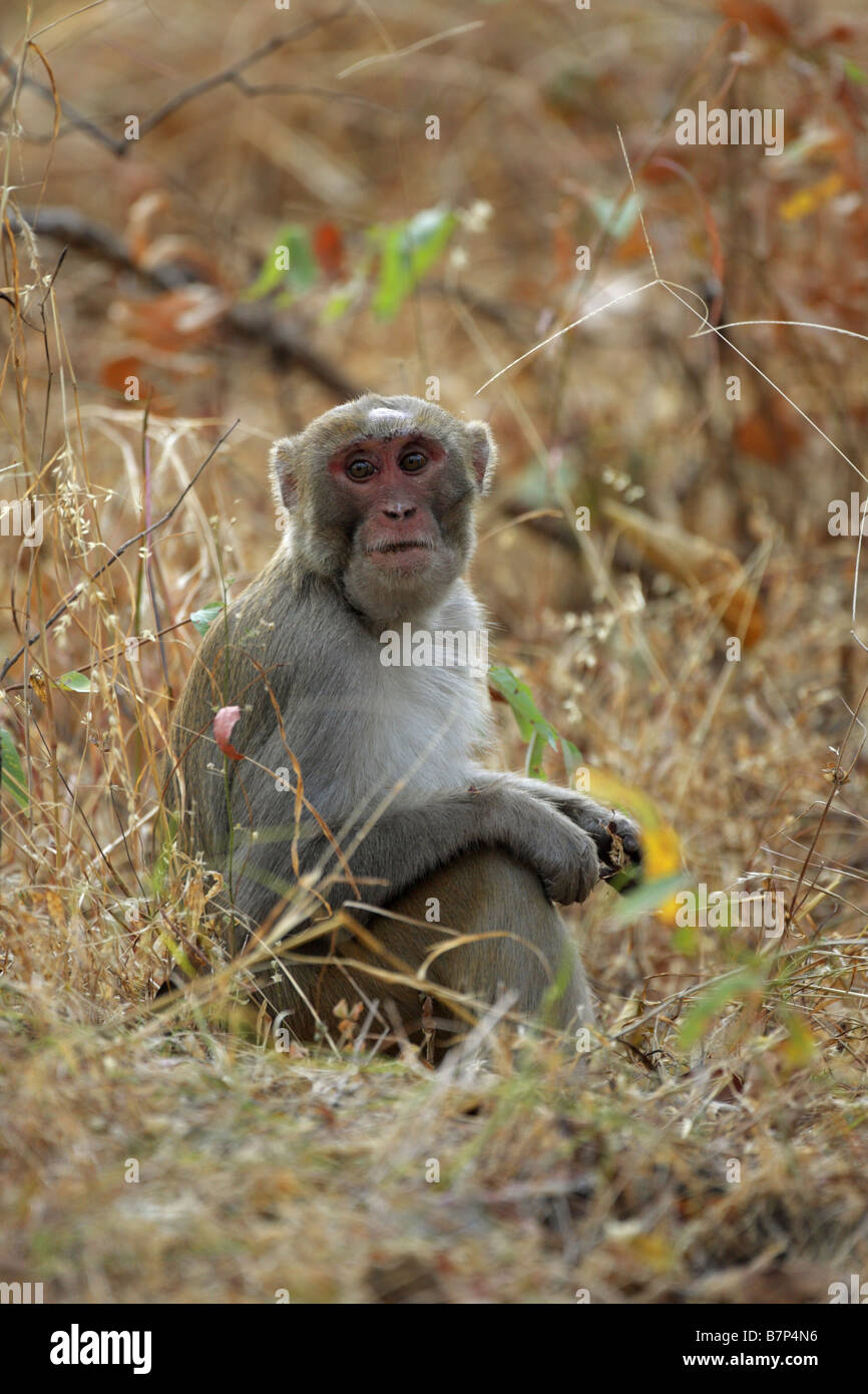 Rhesus-Makaken Affen Macaca Mulatta sitzen auf dem Boden lange Gras mit Blickkontakt Stockfoto