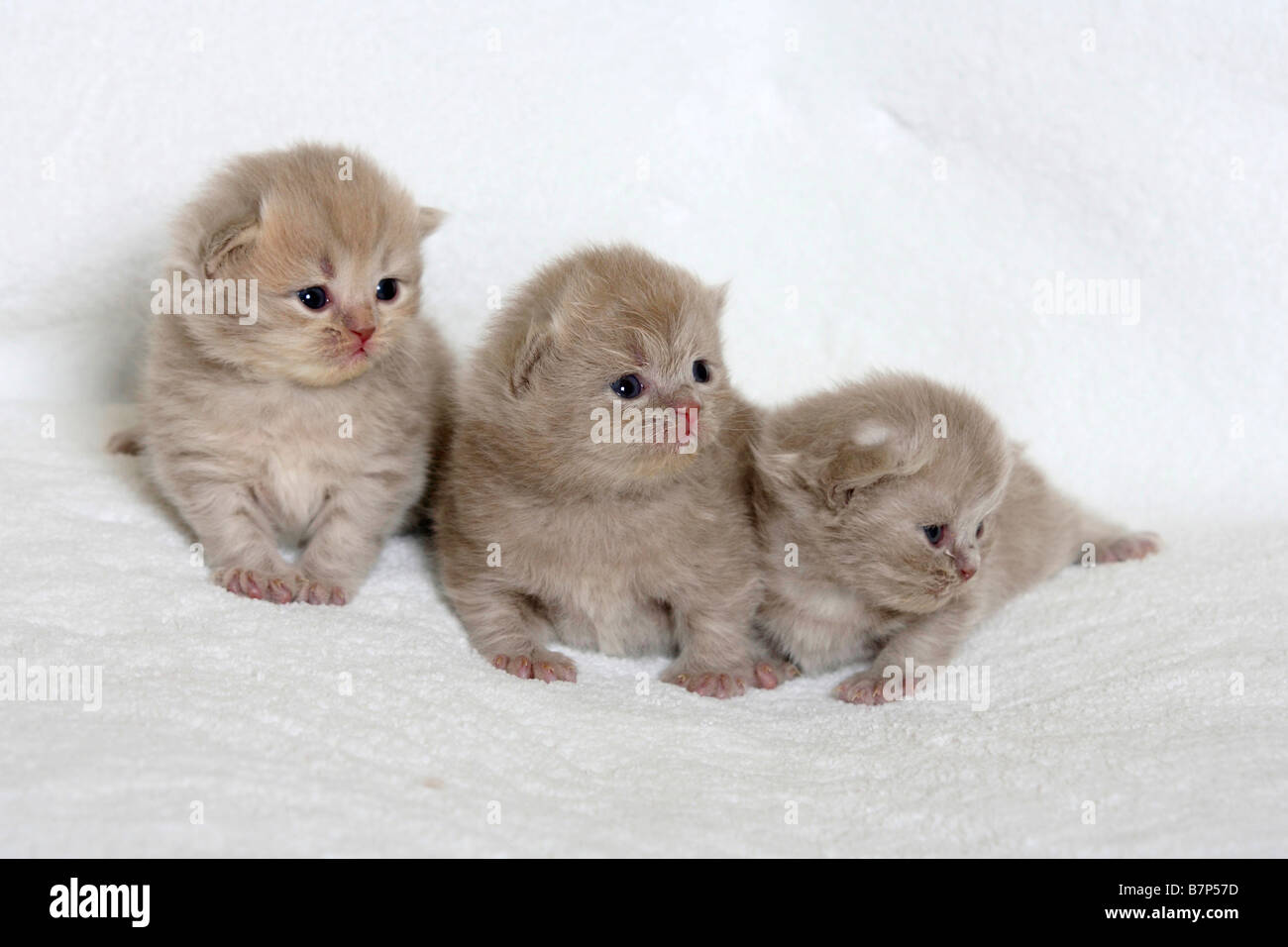 British Longhair Katzen Kätzchen 18 Tage Highlander Flachländer Britanica Stockfoto