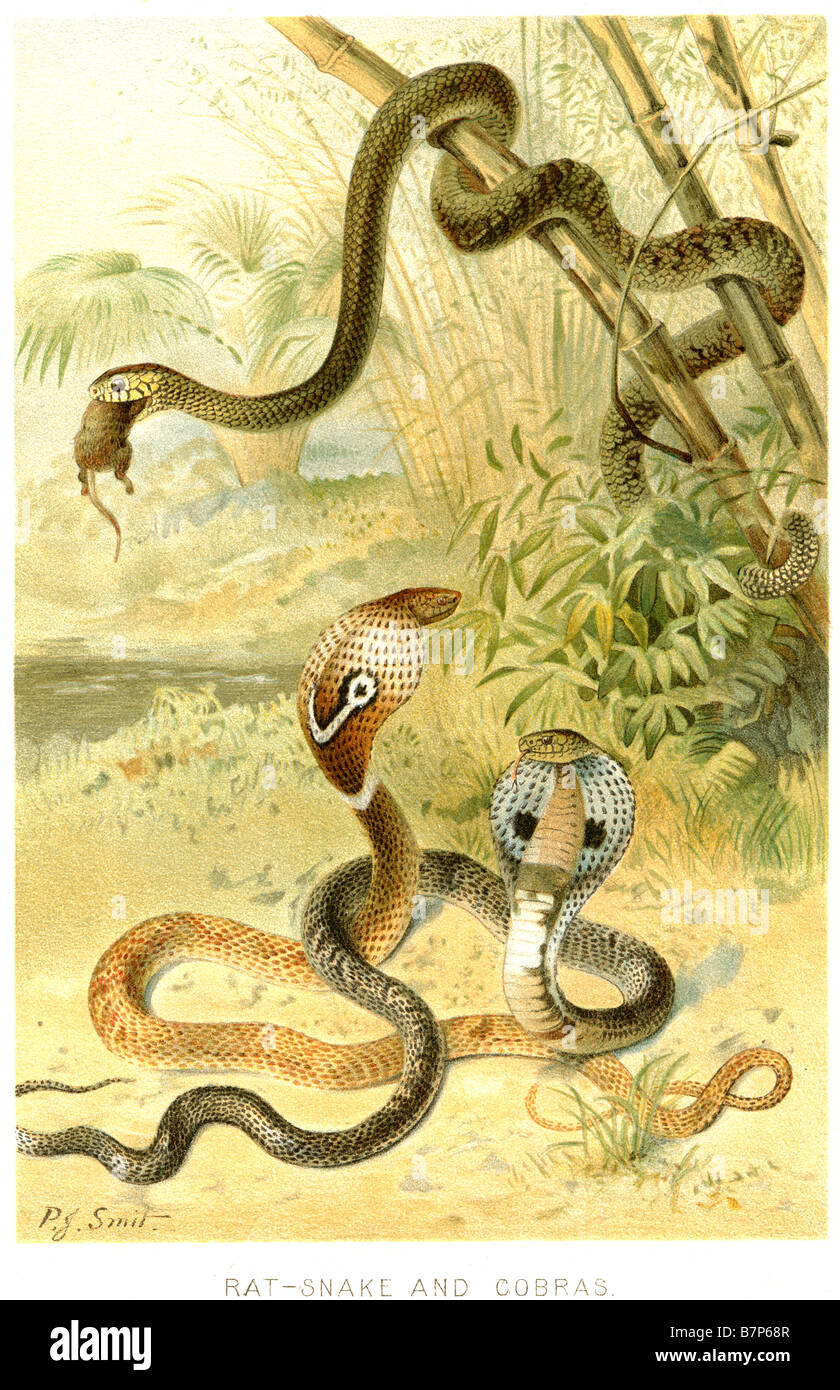 Ratte Schlangen sind polyphyletisch, einer großen Gruppe von Schlangen aus Colubrid Unterfamilie Colubrinae. Viele Arten sind in der Regel sehr skitt Stockfoto