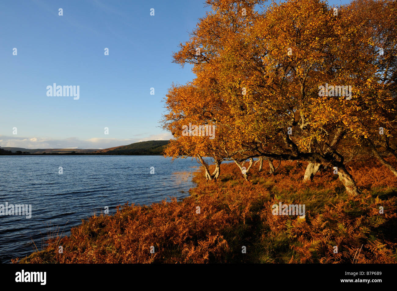 Bracken und verkümmerte Birken in herbstlichen Farben entlang der Küste bei Loch Brora Sutherland Schottland UK Stockfoto