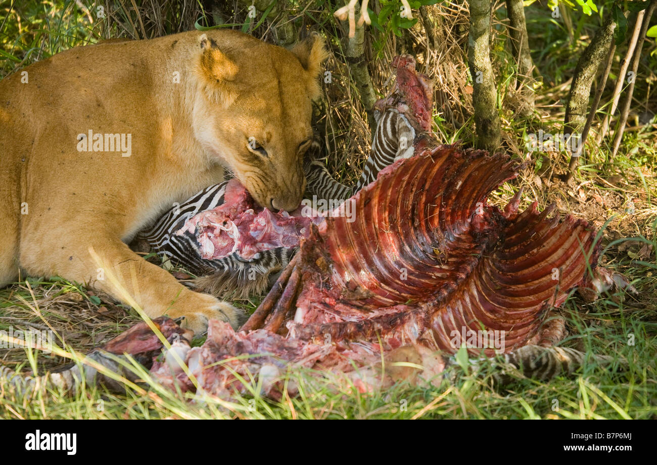 Löwin Fütterung auf ein Zebra, dass sie in der Masai Mara in Kenia ermordet hätte. Stockfoto