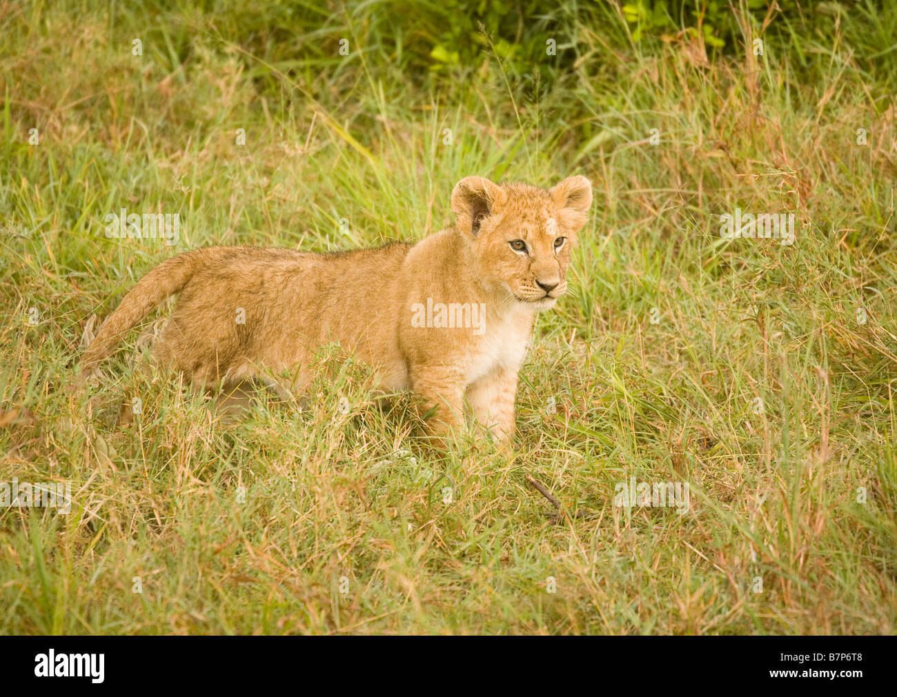 Lion Cub stehen in den Rasen in der Masai Mara in Kenia Stockfoto