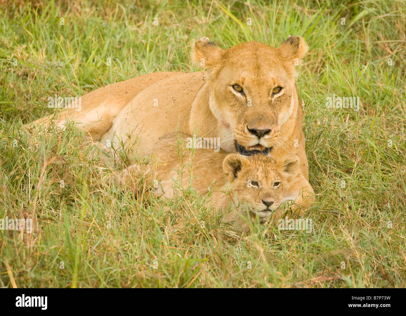 Löwin mit einem ihrer jungen in der Masai Mara in Kenia Stockfoto