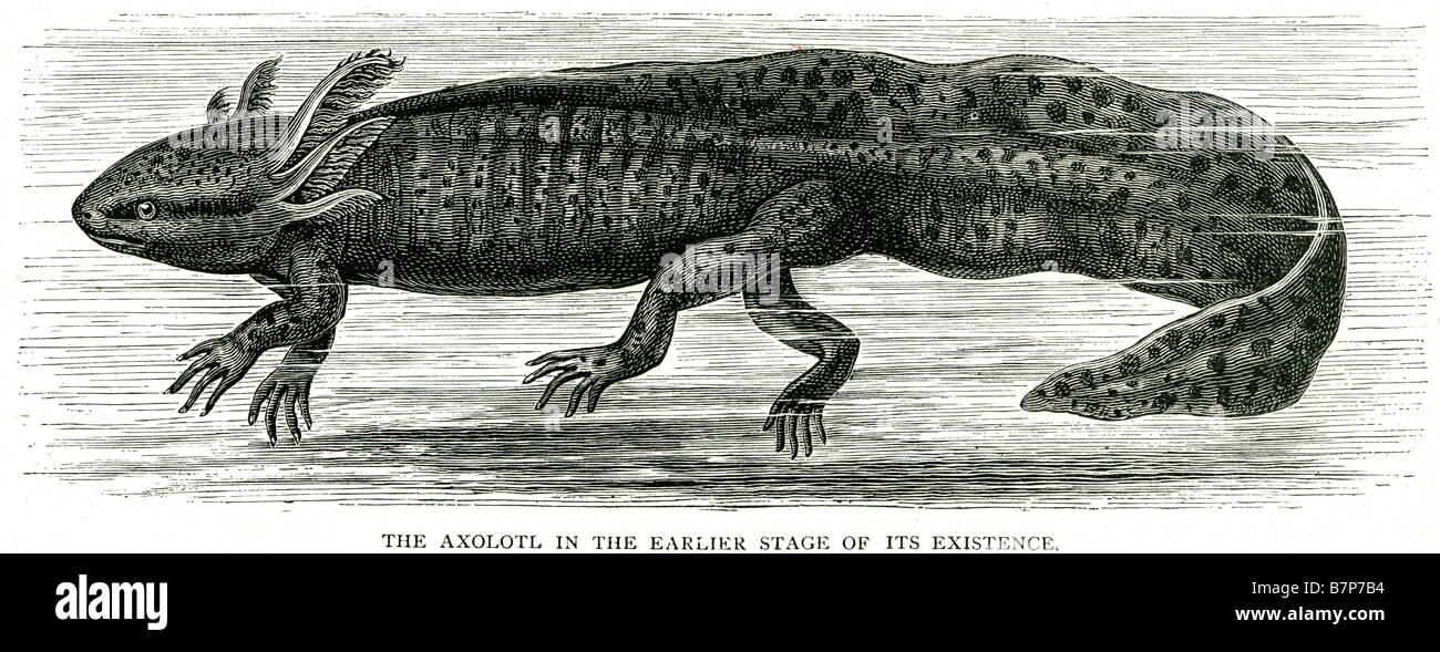 Axolotl Z.B. geschieht neotenischer Mole Salamander früheren Stadium Existenz Newt Reptil Eidechse Wasser Kreatur Wildlife Natur Stockfoto