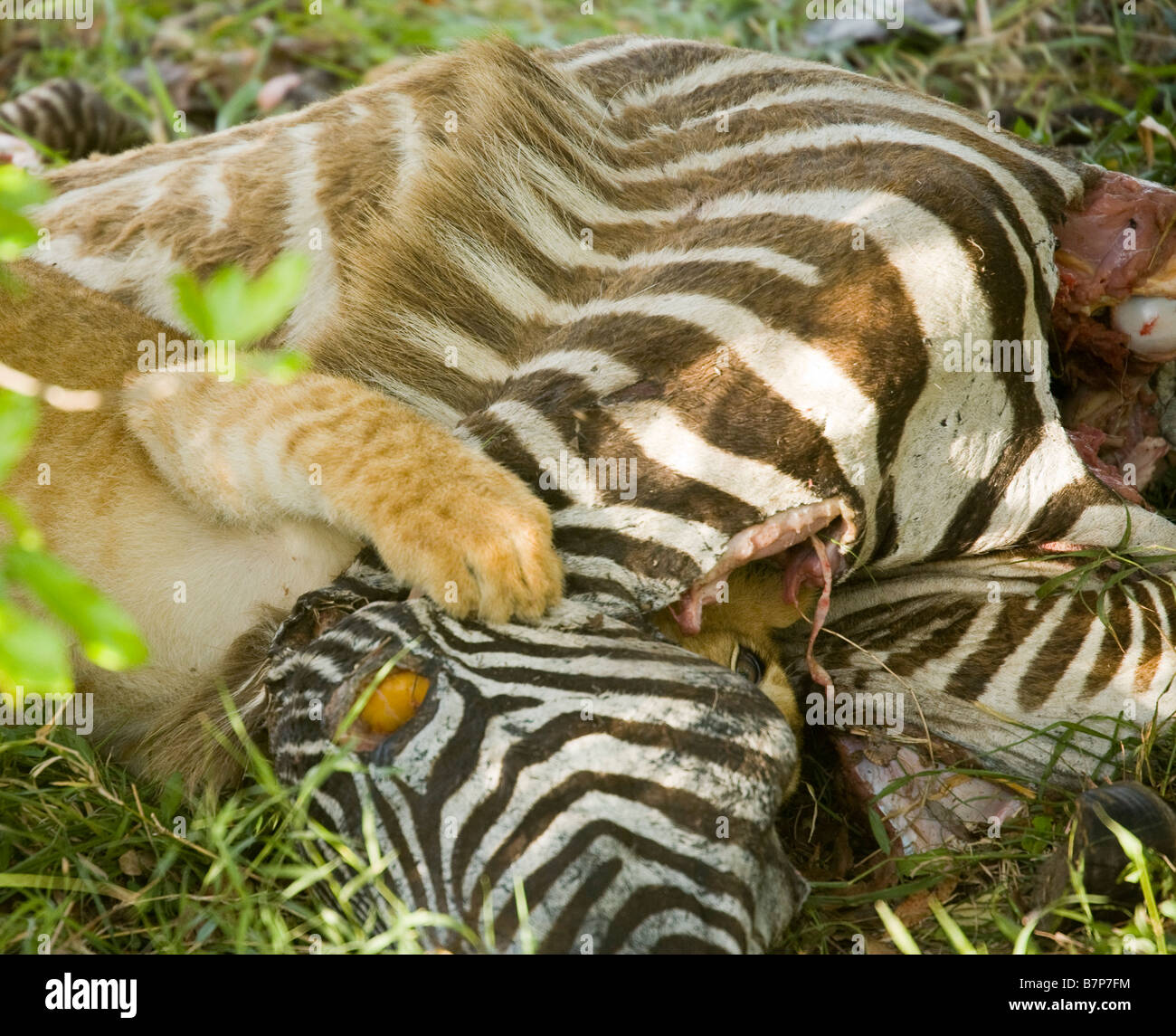 Lion cub Fütterung auf ein Zebra, dass ihre Mutter in der Masai Mara in Kenia ermordet hätte. Stockfoto