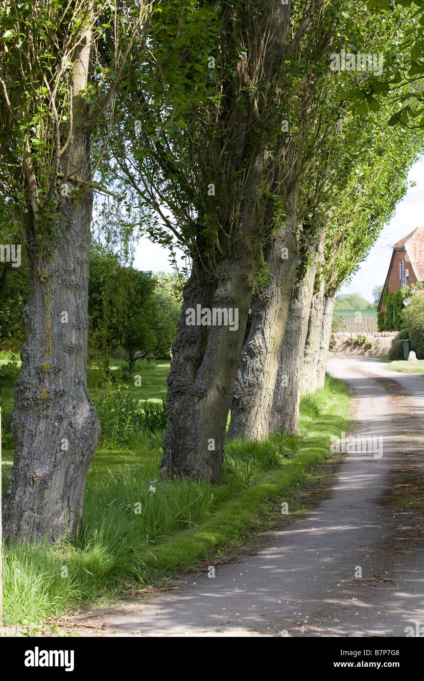 Allee Stockfoto