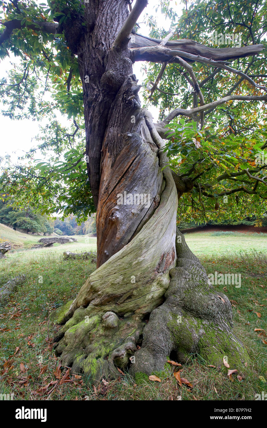Verdrehten Stamm eines Sweet Chestnut Tree Castanea sativa Studley Royal Deer Park Ripon North Yorkshire England UK Stockfoto