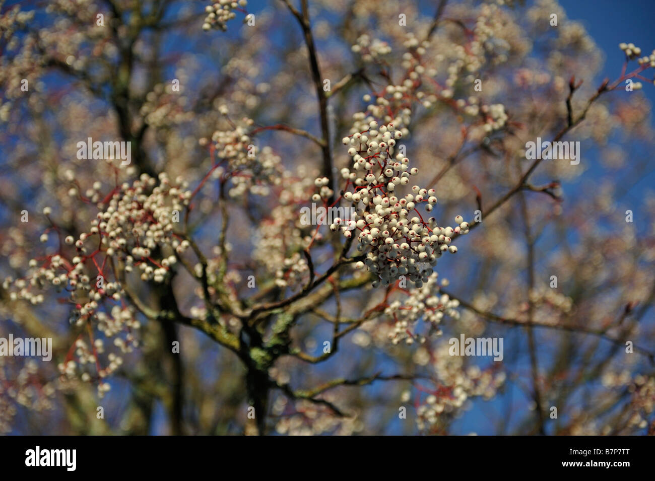 Beeren der chinesischen Rowan in einem Garten bei Killin Perthshire Schottland UK Stockfoto