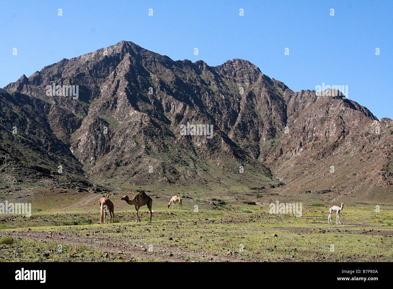 Landschaft mit dromedare in der Nähe von Sharjah. Vereinigte Arabische Emirate Stockfoto