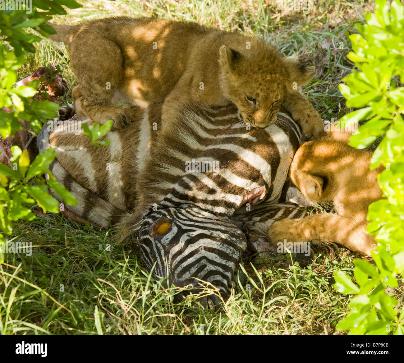 Lion Cubs Fütterung auf ein Zebra, dass ihre Mutter in der Masai Mara in Kenia ermordet hätte. Stockfoto