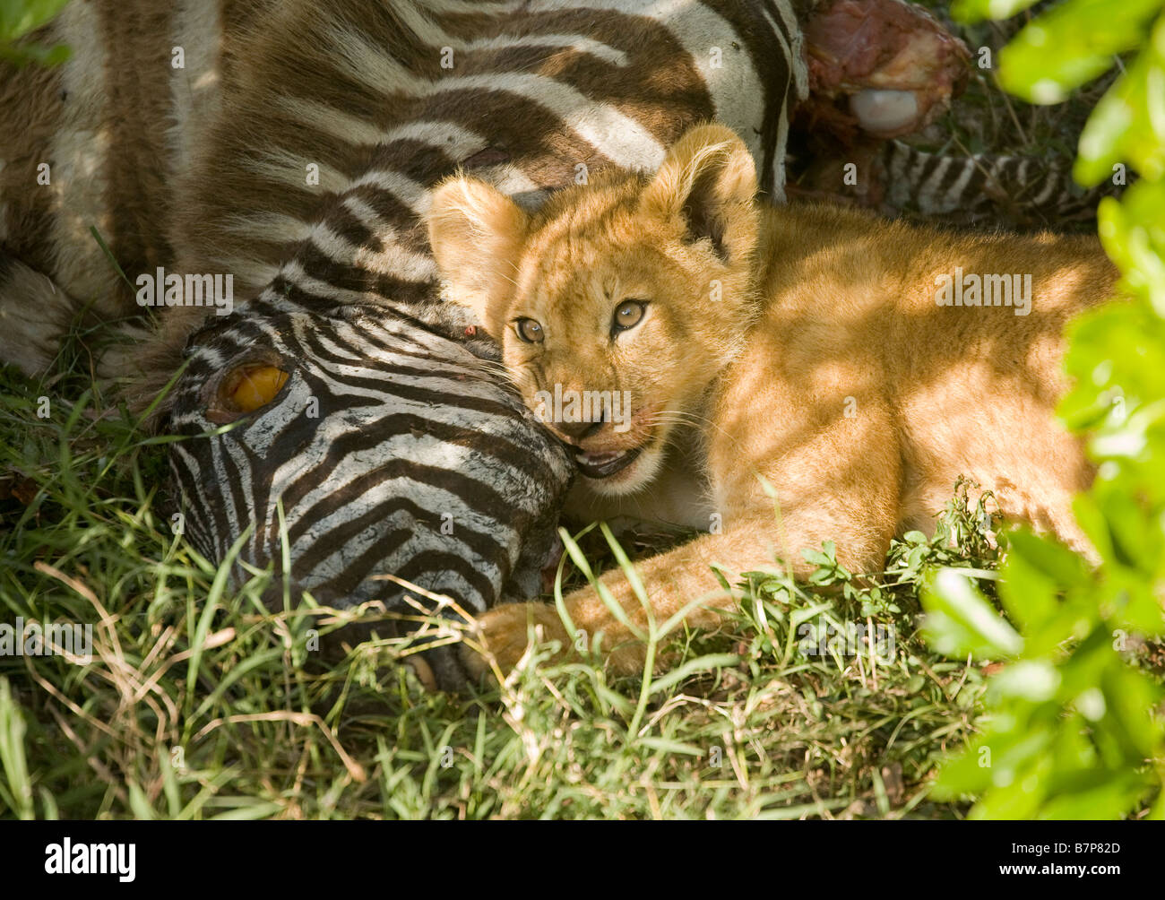 Lion cub Fütterung auf ein Zebra, dass seine Mutter in der Masai Mara in Kenia ermordet hätte. Stockfoto