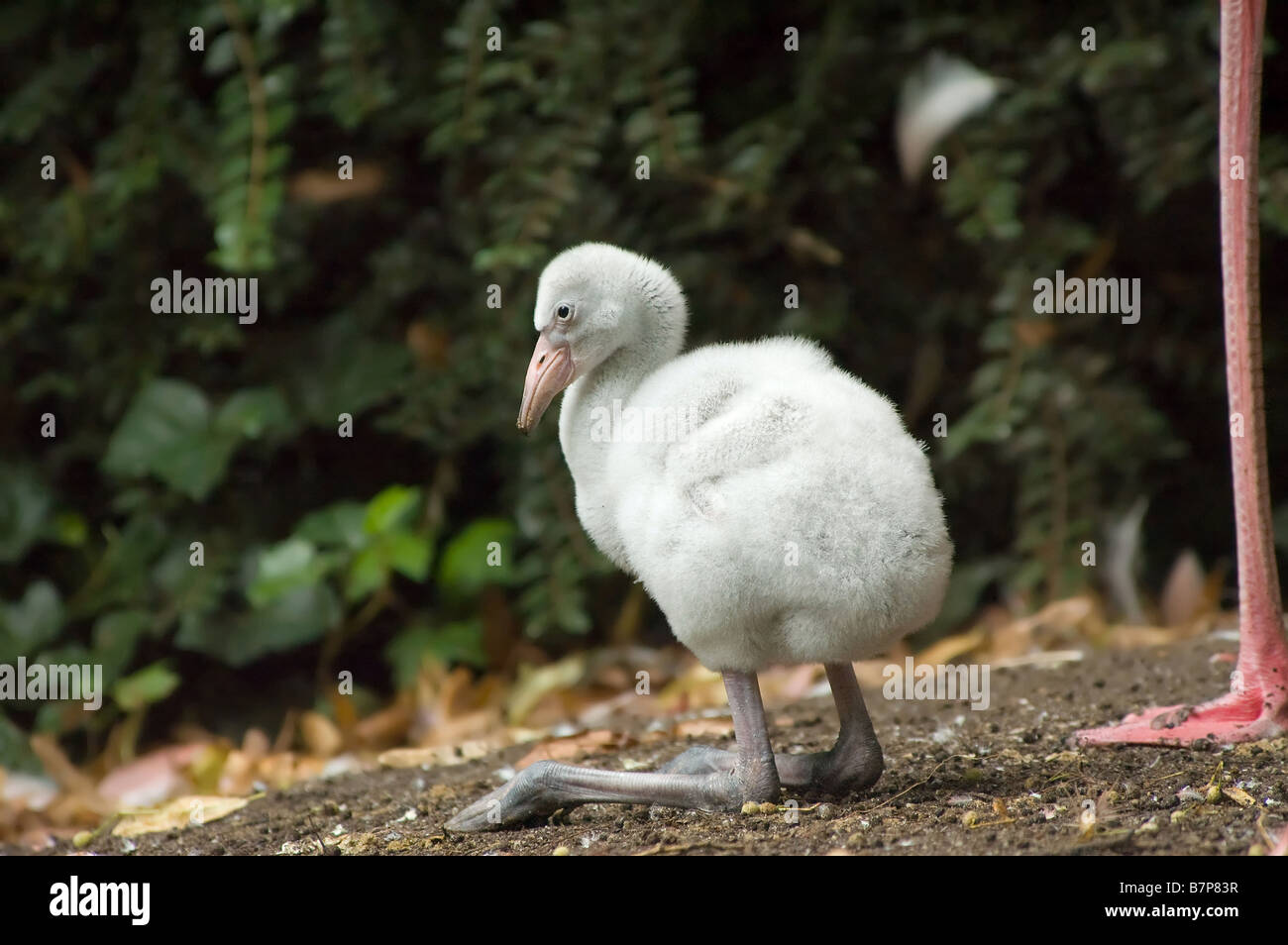 Baby flamingo -Fotos und -Bildmaterial in hoher Auflösung – Alamy