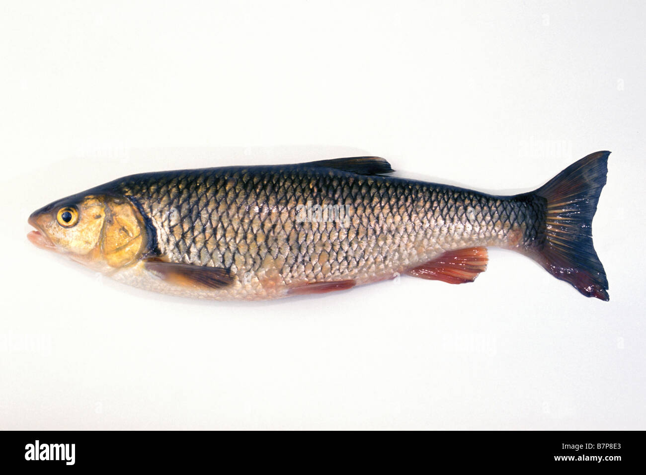 Europäische Döbel (Leuciscus Cephalus), Studio Bild Stockfoto