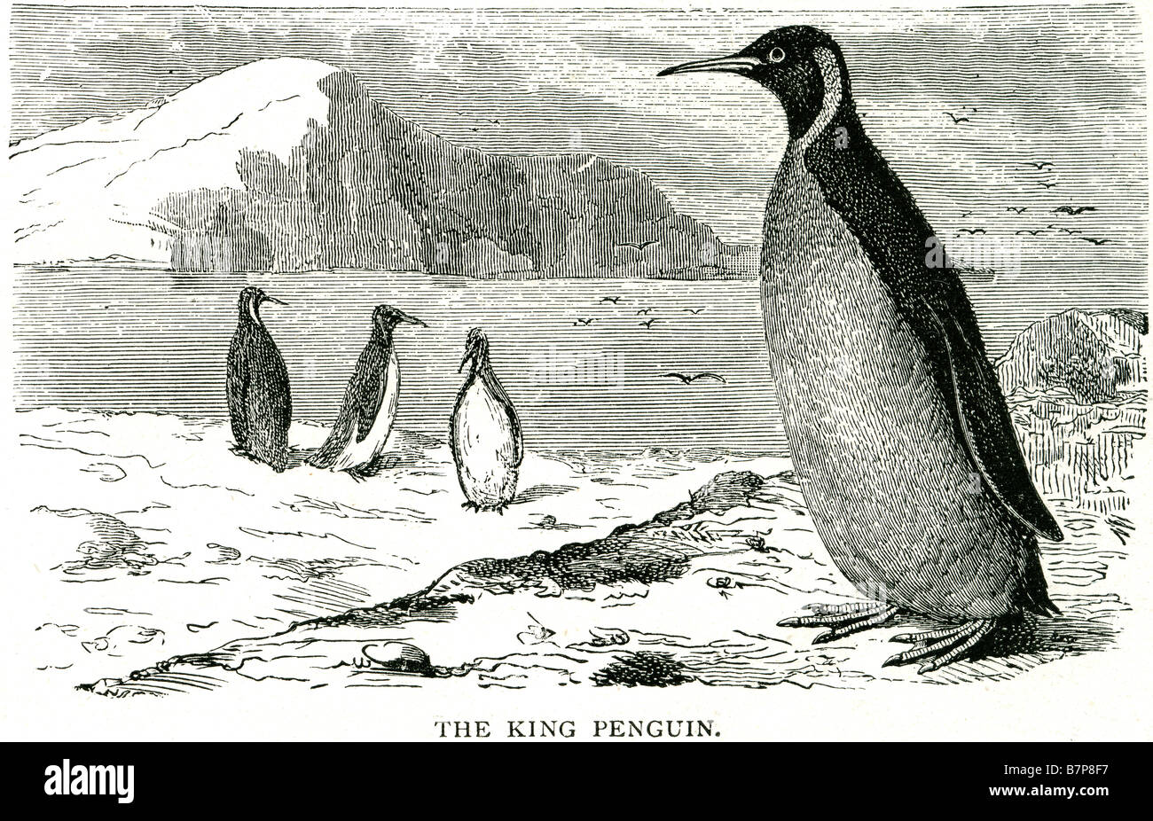 King Penguin Aptenodytes Patagonicus Kaiser South Atlantic Bird Iceburgh Schnee Wildlife Natur Tiere wild Outdoor Stockfoto