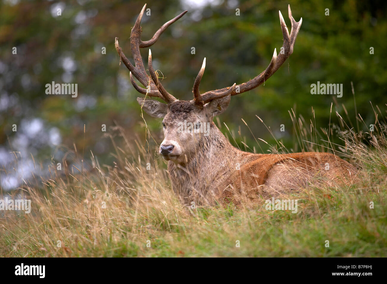 Rothirsch Hirsch Cervus Elaphus Studley Royal Deer Park Ripon North Yorkshire UK Stockfoto