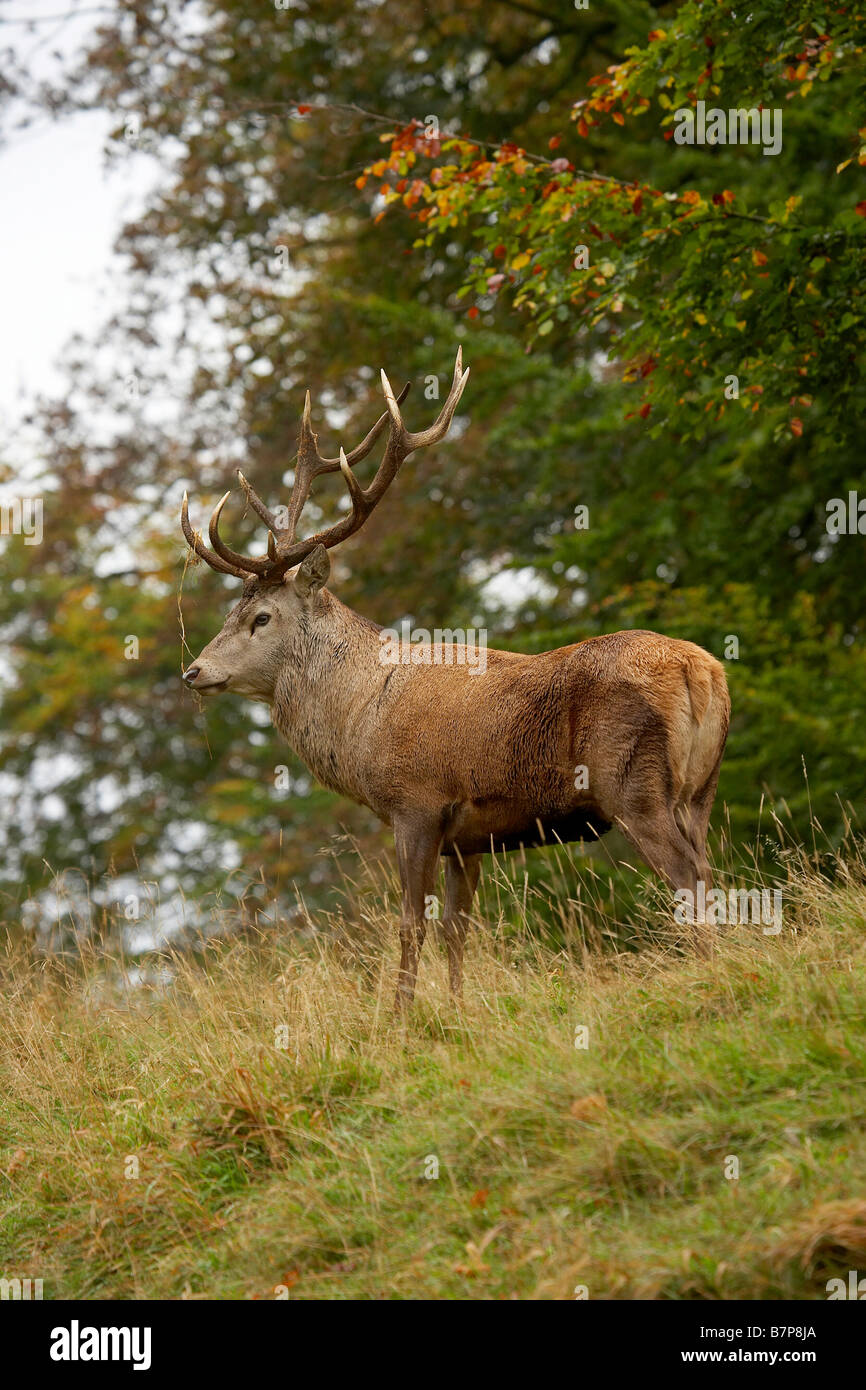 Rothirsch Hirsch Cervus Elaphus Studley Royal Deer Park Ripon North Yorkshire UK Stockfoto