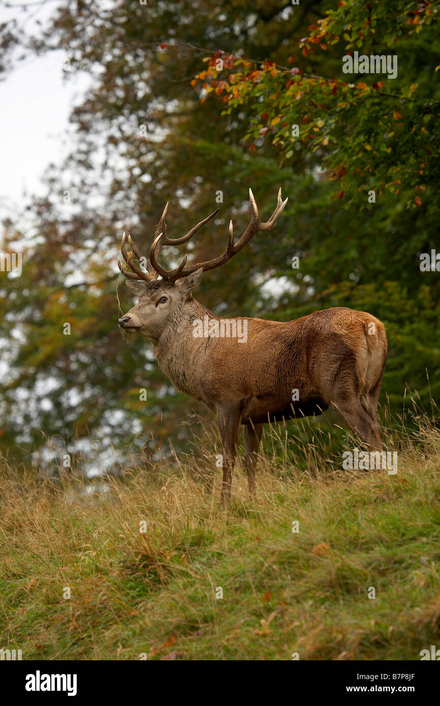 Rothirsch Hirsch Cervus Elaphus Studley Royal Deer Park Ripon North Yorkshire UK Stockfoto