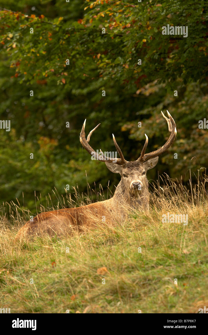 Rothirsch Hirsch Cervus Elaphus Studley Royal Deer Park Ripon North Yorkshire UK Stockfoto