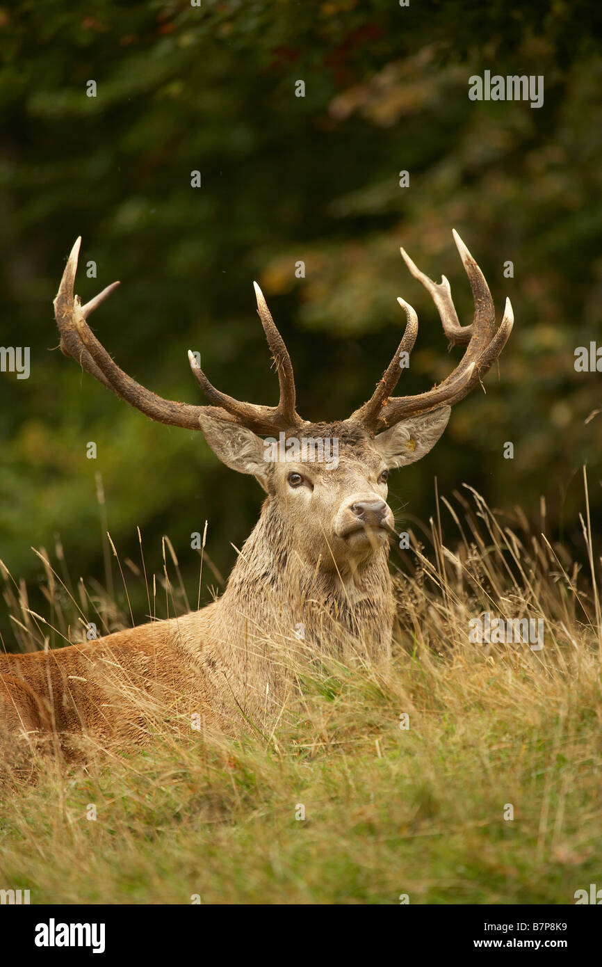 Rothirsch Hirsch Cervus Elaphus Studley Royal Deer Park Ripon North Yorkshire UK Stockfoto