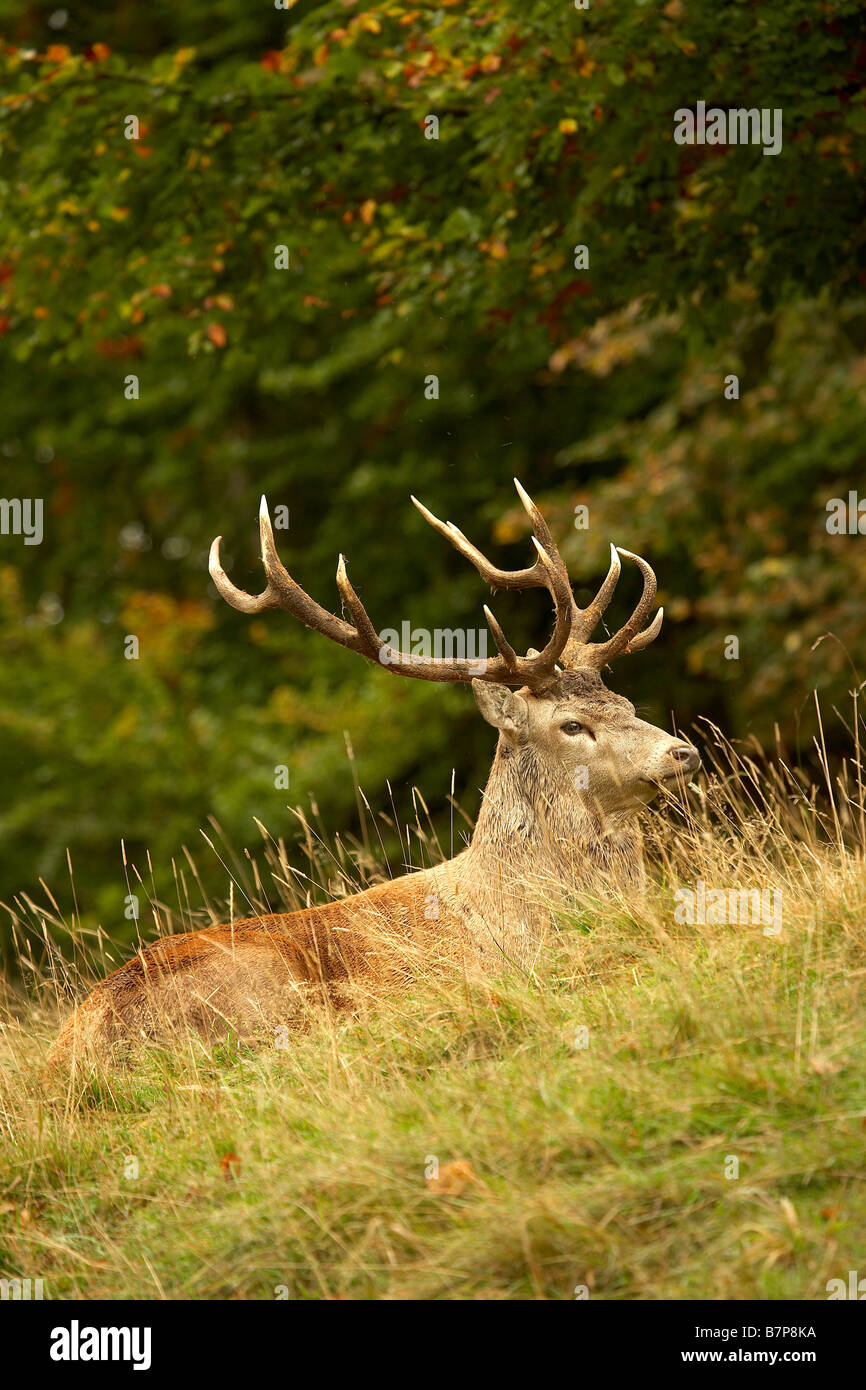 Rothirsch Hirsch Cervus Elaphus Studley Royal Deer Park Ripon North Yorkshire UK Stockfoto