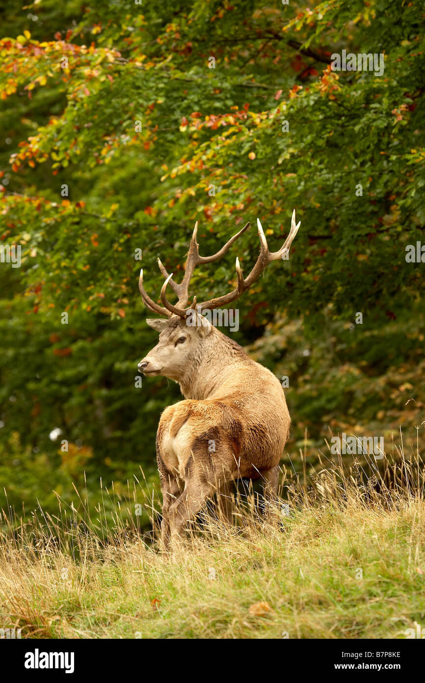 Rothirsch Hirsch Cervus Elaphus Studley Royal Deer Park Ripon North Yorkshire UK Stockfoto