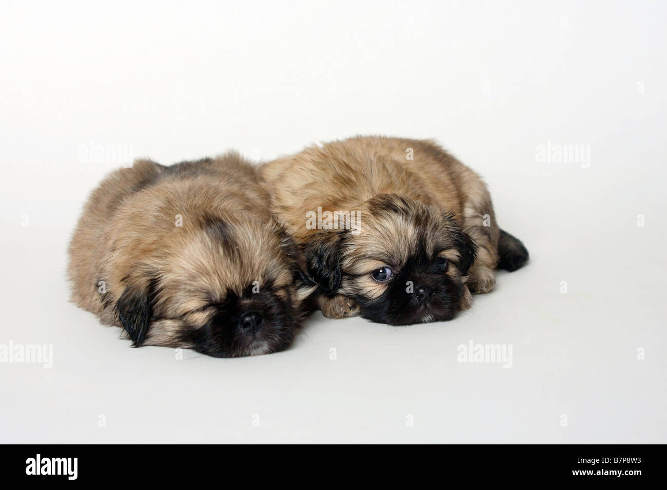 Tibet Spaniel Welpen 5 Wochen Stockfoto