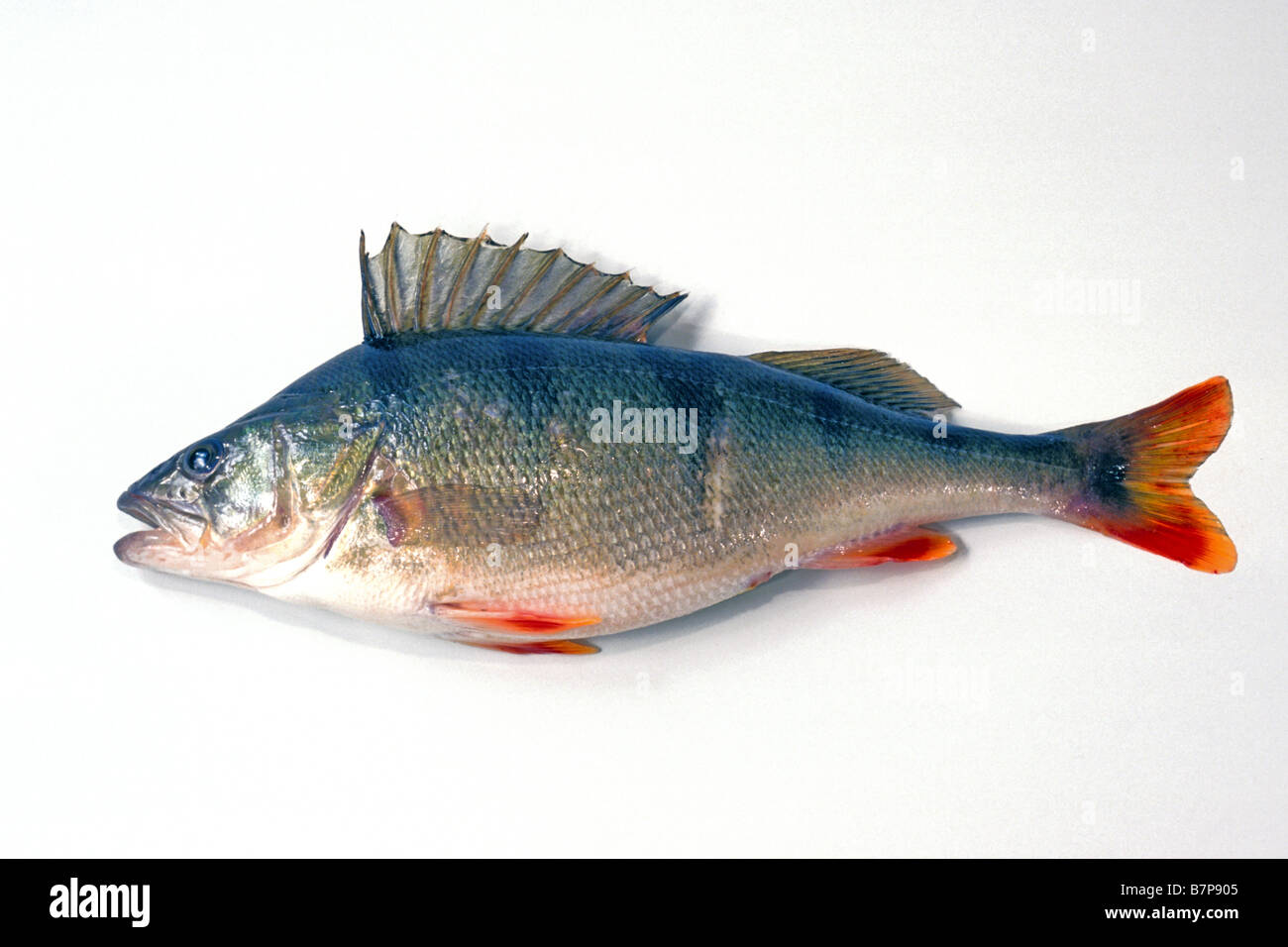 Europäische Barsch (Percha Fluviatilis), Studio Bild Stockfoto