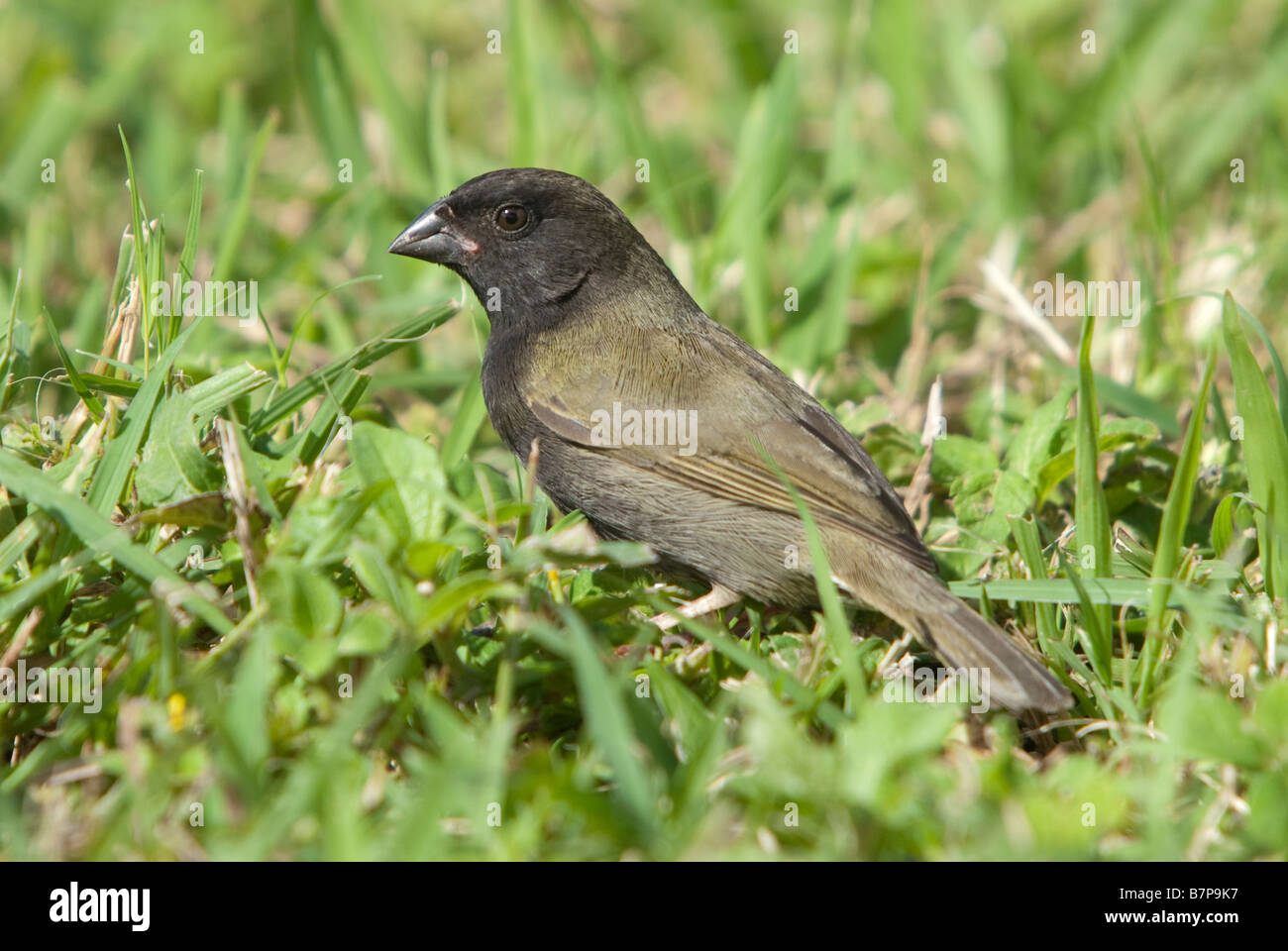 Black-faced Grassquit Stockfoto