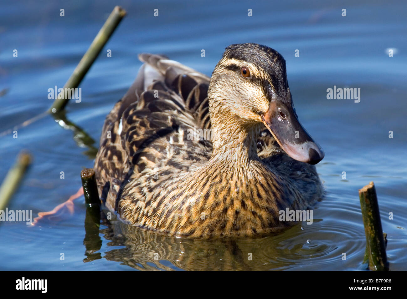 Weibliche Stockente Anas Platyrhynchos auf dem Fluss Slaney Wexford Ireland Stockfoto