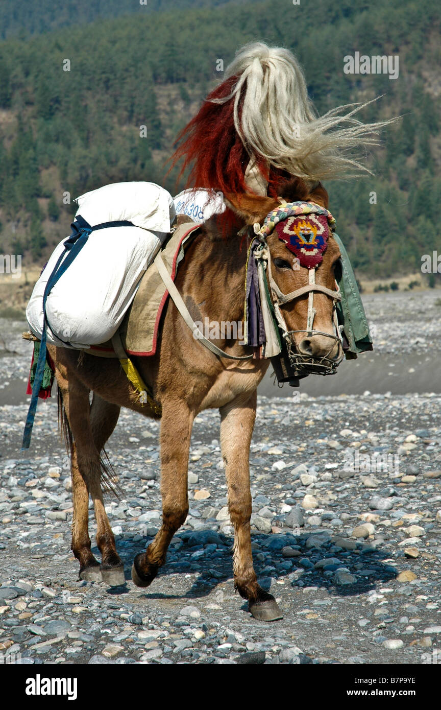 Nepali horse Fotos und Bildmaterial in hoher Auflösung Alamy