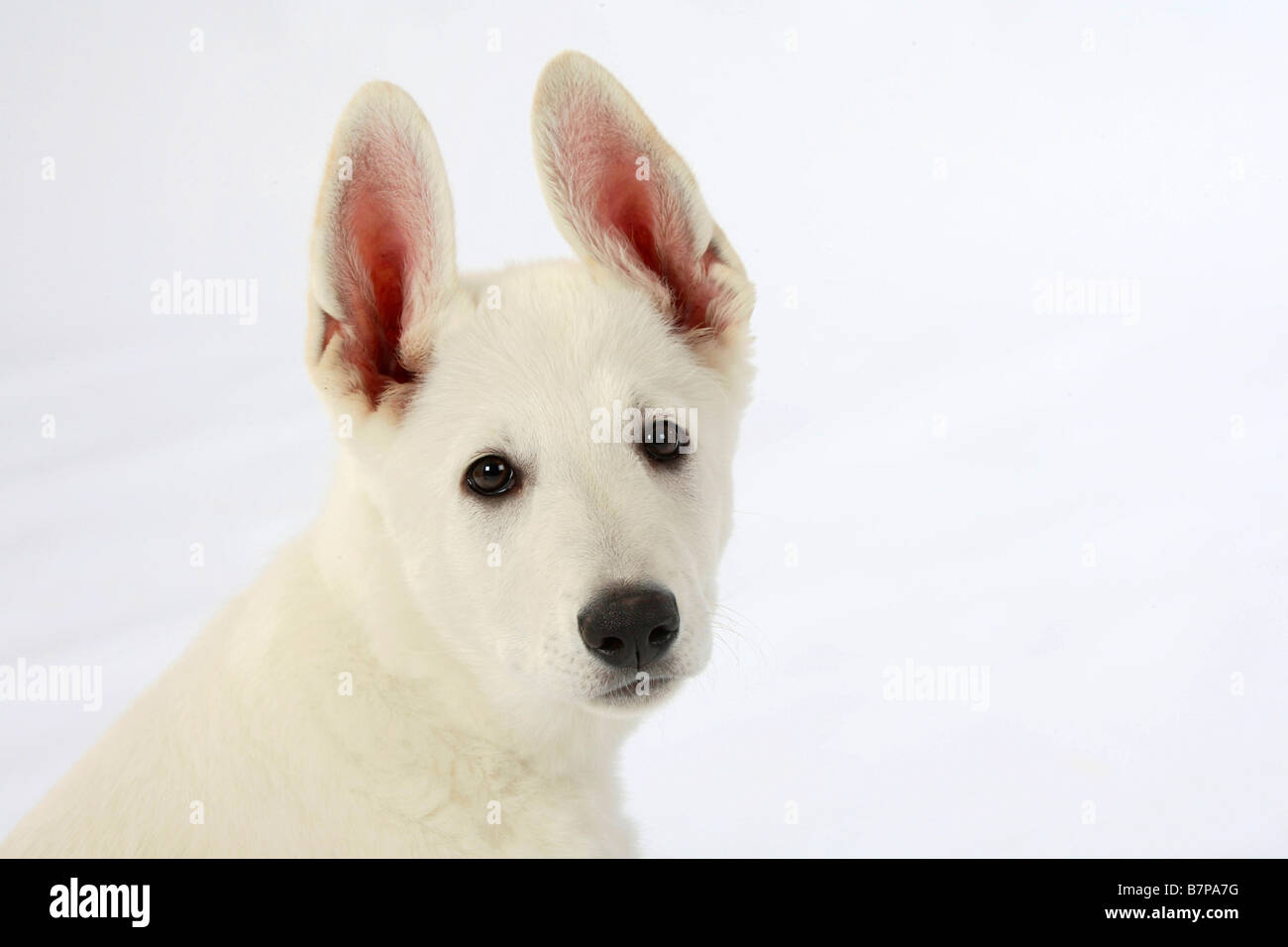 Weißer Schweizer Schäferhund Welpen 10 Wochen Berger Blanc Suisse Stockfoto