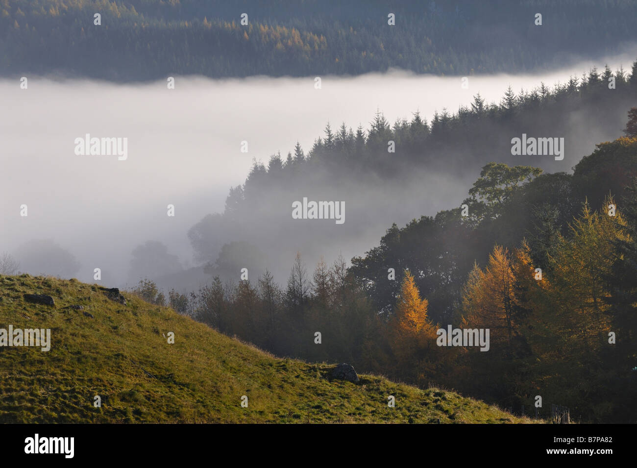 Grate der Bäume und der Bank des Nebels in Glen Lyon Perthshire Schottland, Vereinigtes Königreich Stockfoto