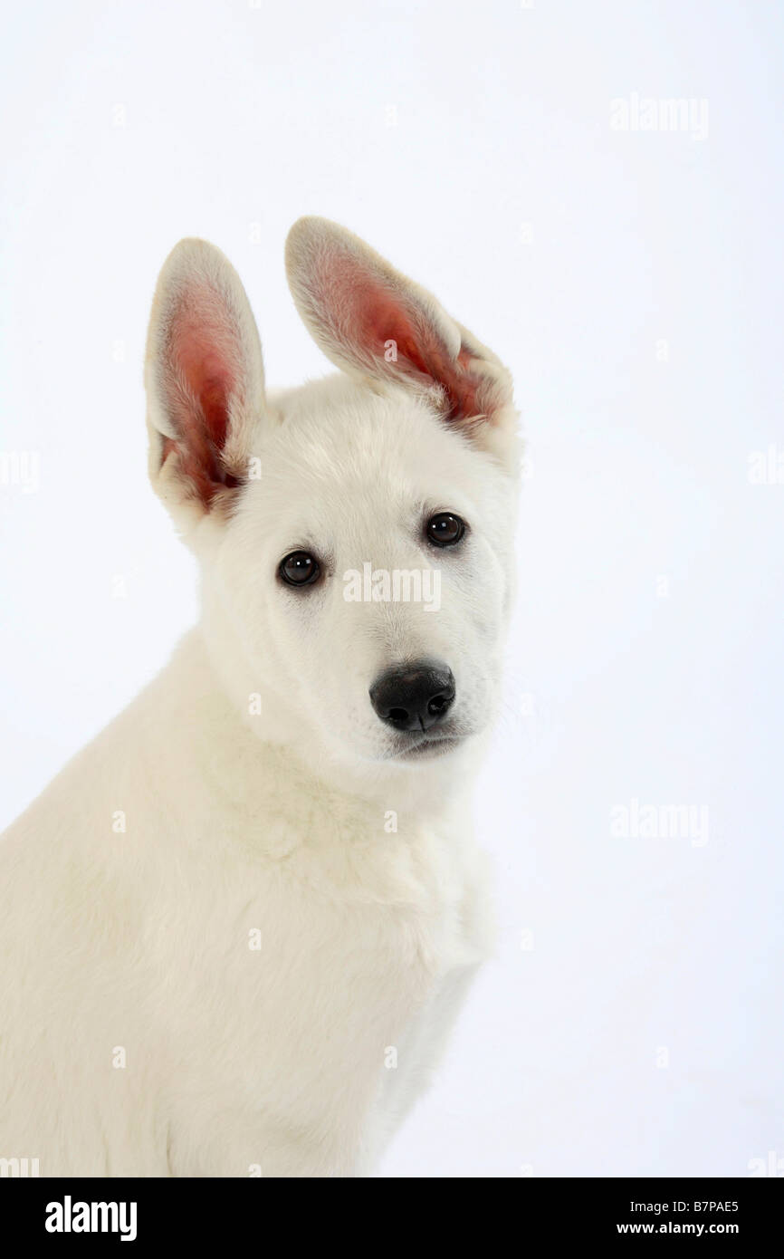 Weißer Schweizer Schäferhund Welpen 10 Wochen Berger Blanc Suisse Stockfoto