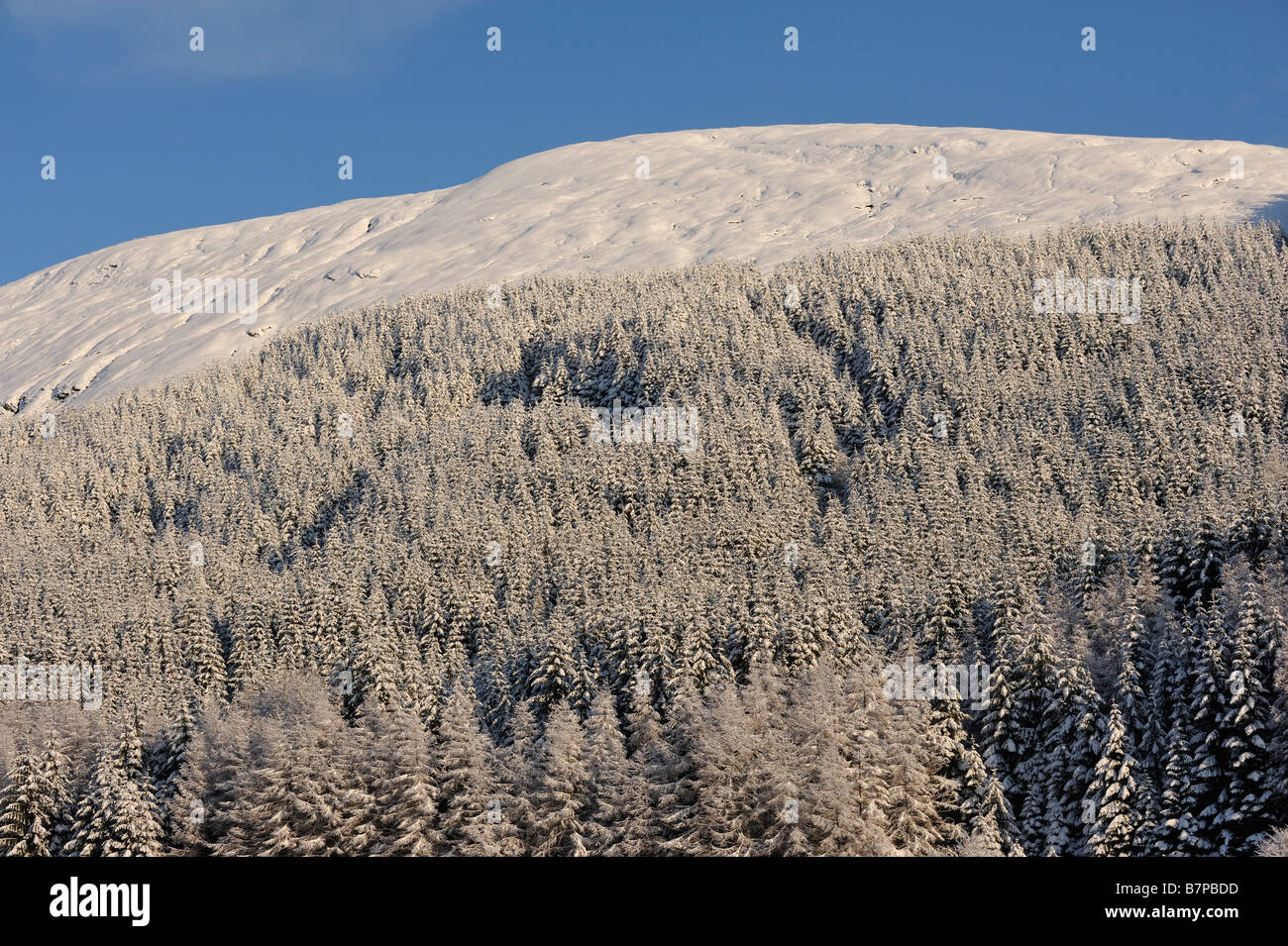 Besät Schnee Mischwälder an den unteren Hängen des Ben Odhar nördlich von Tyndrum schottischen Highlands UK Stockfoto