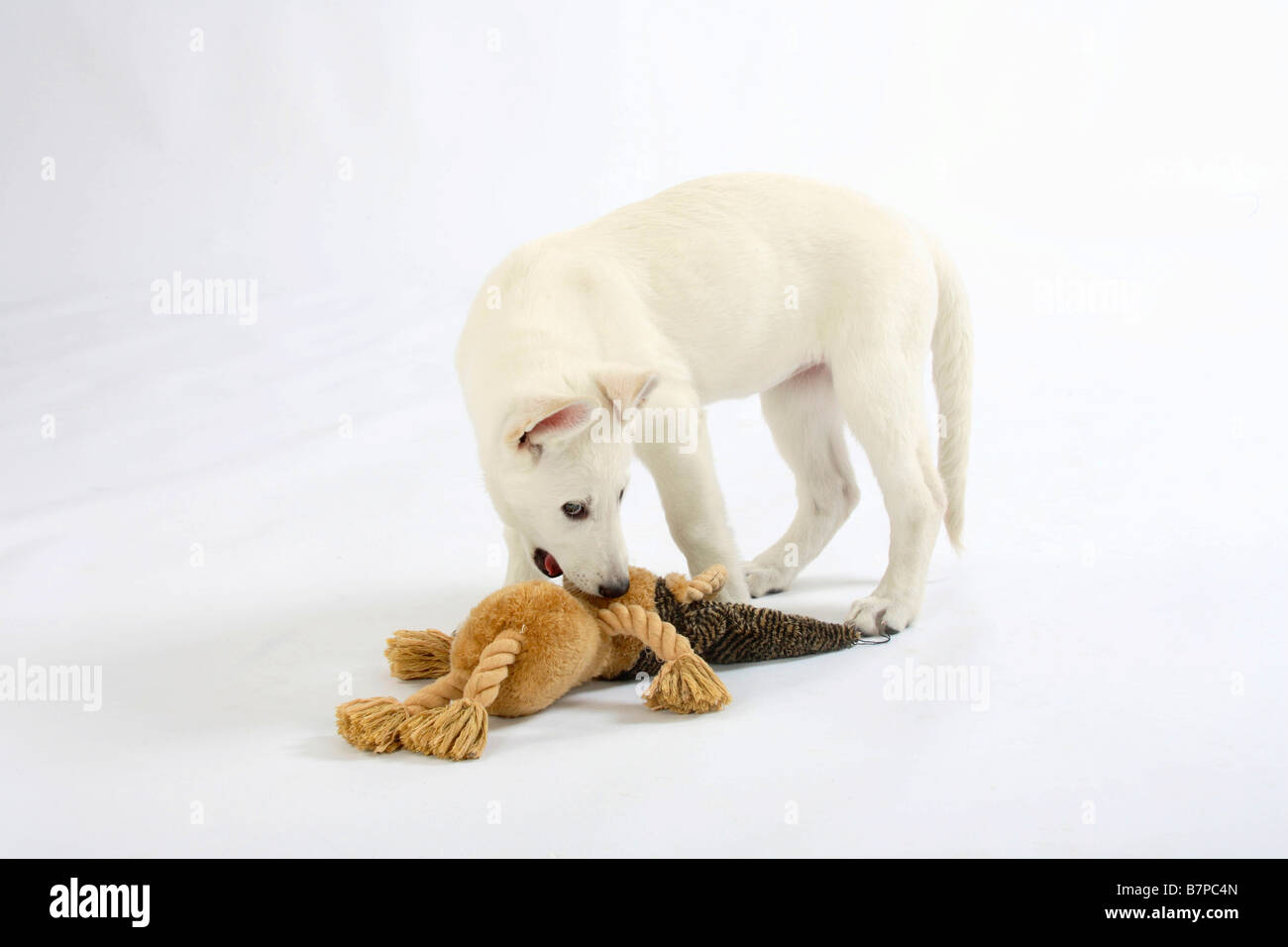 Weißer Schweizer Schäferhund Welpen 10 Wochen Berger Blanc Suisse toy Stockfoto