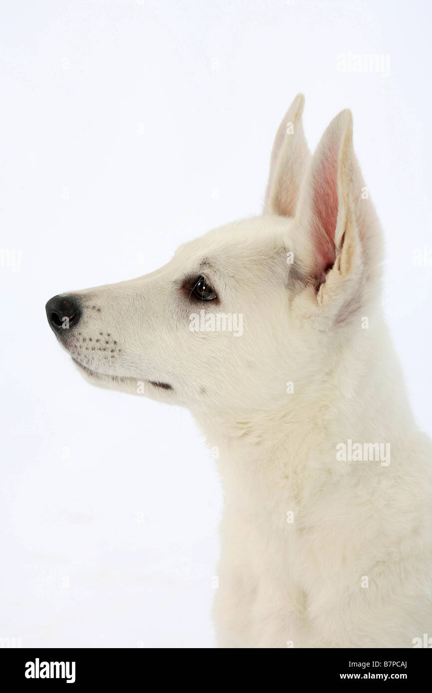 Weißer Schweizer Schäferhund Welpen 10 Wochen Berger Blanc Suisse Seitenprofil Stockfoto
