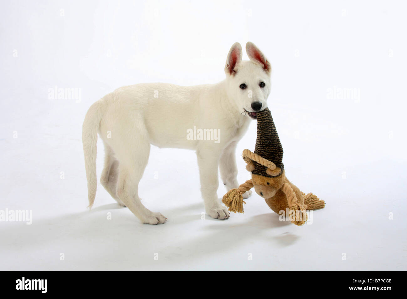 Weißer Schweizer Schäferhund Welpen 10 Wochen Berger Blanc Suisse Toy Seite Stockfoto