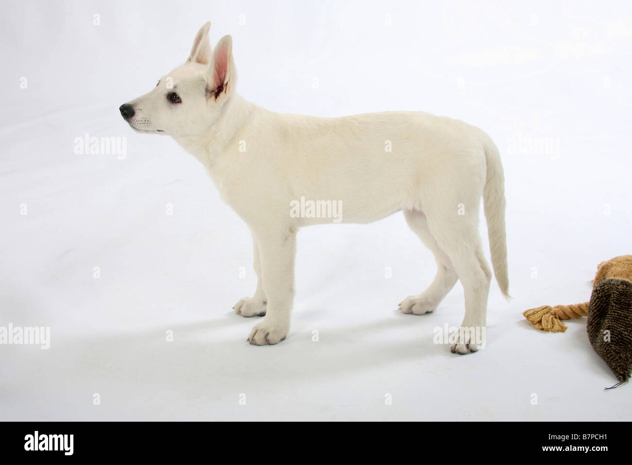 Weißer Schweizer Schäferhund Welpen 10 Wochen Berger Blanc Suisse Seite Stockfoto